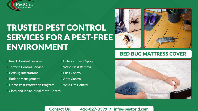 Wasp Nest Removal Brampton – Safe & Effective Wasp Control