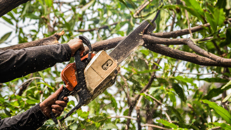 Save Money with Our Trusted Affordable Tree Service