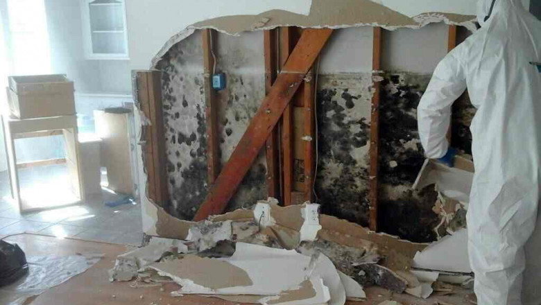 Health Benefits of Professional Mold Removal: Breathing Easier at Home