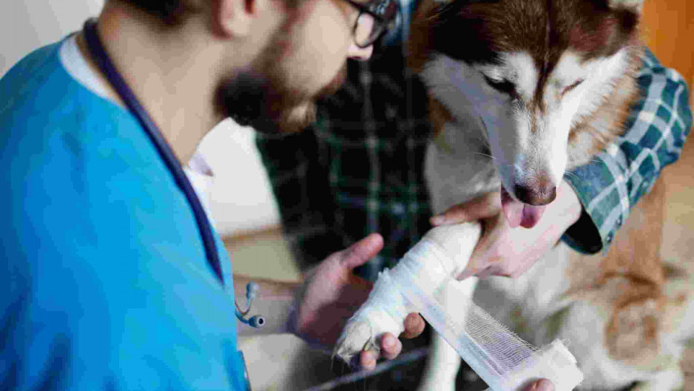 Holiday & Weekend Pet Emergencies: Why After-Hours Veterinary Care Is a Lifesaver