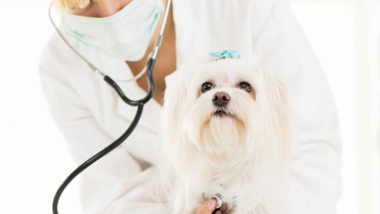 Understanding the Lifelong Benefits of Pet Preventive Care Plans
