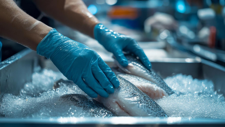 Prefeasibility Report on a Fish Processing Plant Project Setup Cost and Expanses