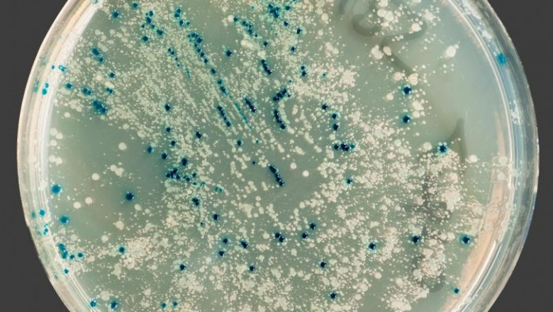 China’s Bacterial Cell Culture Market: A Strategic Look at Innovation and Investment