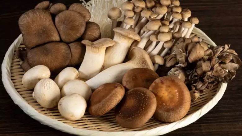 Japan's Functional Mushroom Market: A Natural Approach to Health and Wellness