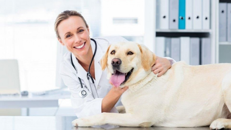 United Kingdom Veterinary Healthcare Market: A Marketer’s Guide to Tapping into Pet Care Demand