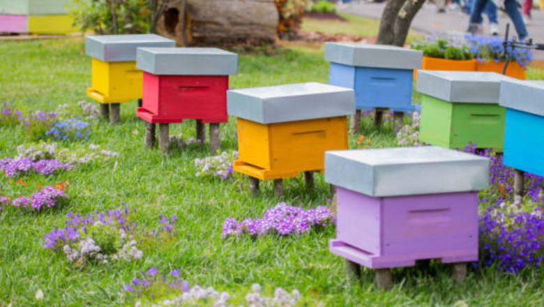 What Landscaping Features Attract Bee Colonies