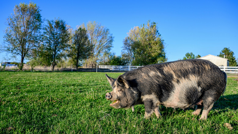 How Long Are Mini Pigs Pregnant?