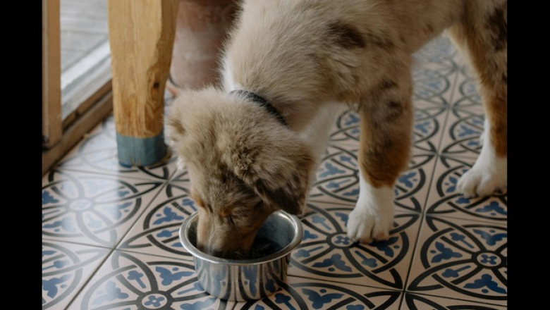 How to Stop Dog Barking: Quiet Command Training &amp; Behavior Tips