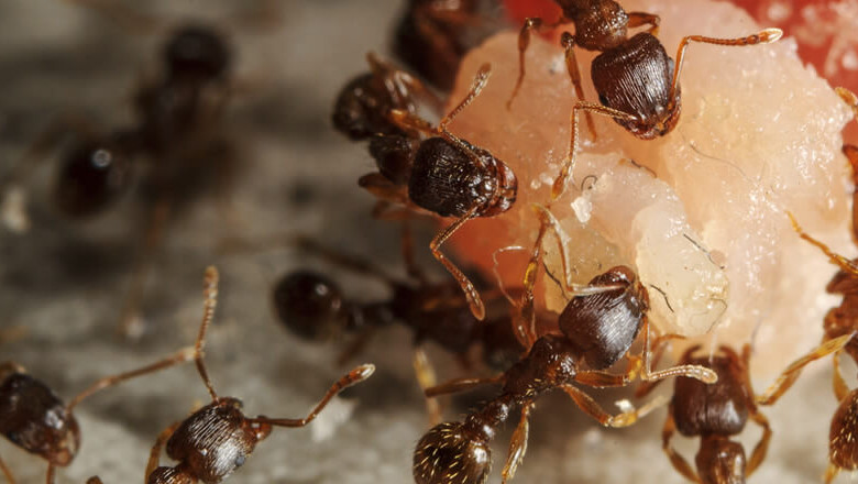 What Medicine is Used for Ant Control Services? Is it Bad for Humans?