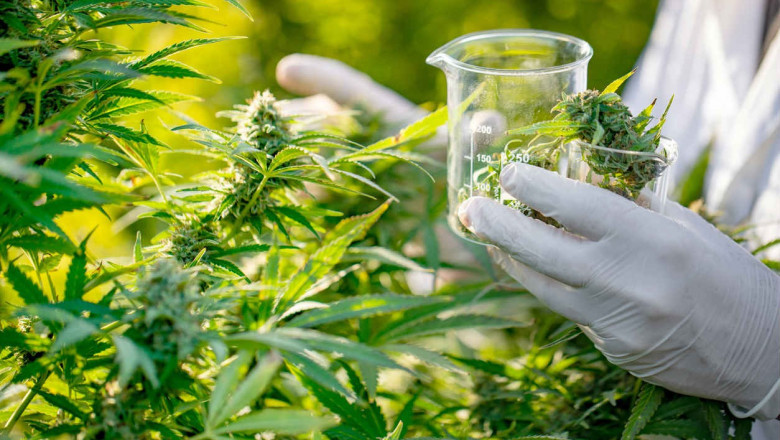 United States Cannabis Market: Enhancing Access to Medications for Consumers