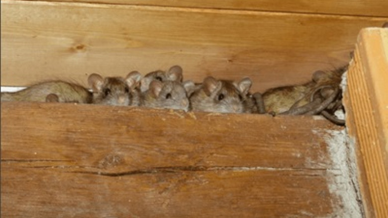 Rodent Removal Perth: Protecting Your Home from Unseen Threats