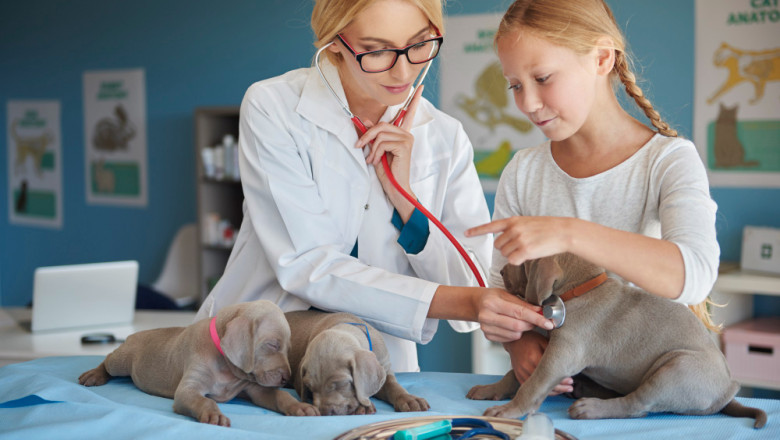 The Growing Trend of Pet Grooming in Qatar
