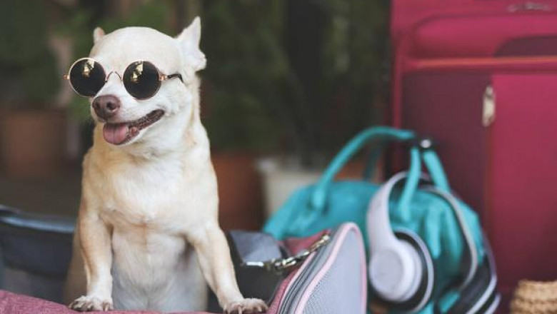 Comfort on the Go: Why Every Pet Parent Needs a Puppy Dog Sling
