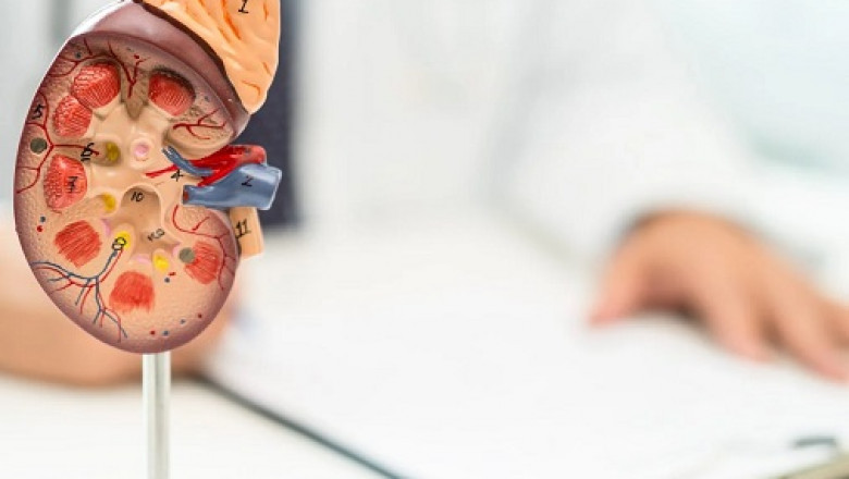 Ayurvedic Treatment for IgA Nephropathy: Herbs, Diet & Therapies