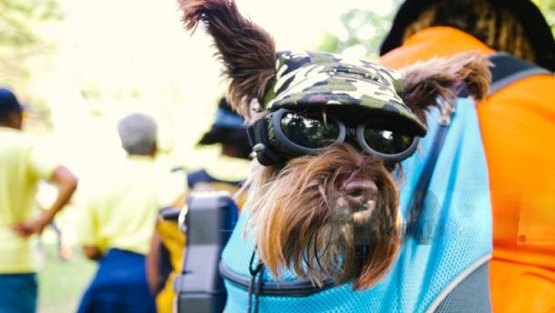 Make Pet Travel Easier with a Dog Travel Suitcase