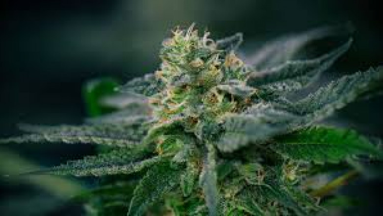 Exploring the Convenience of Weed Delivery in Kitchener