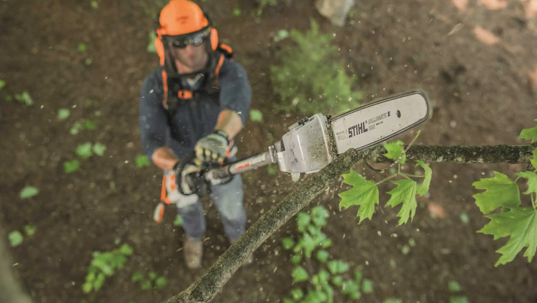 tree trimming services in Auckland