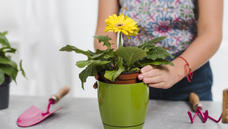 Easy Flower Care Tips for Hot Weather