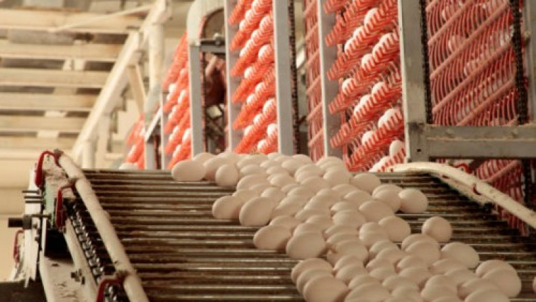 DWL Foods Global: Premium Frozen Chicken, Poultry, and Eggs Supplier