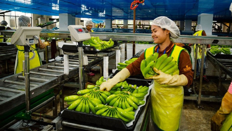 Budget For Starting Banana Processing Business: Detailed Process Flow and Capital Cost of the Project