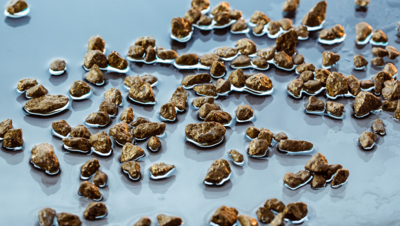Premium Plant‑Based Fish Feed Market Outlook: Key Players, Applications &amp; Opportunities