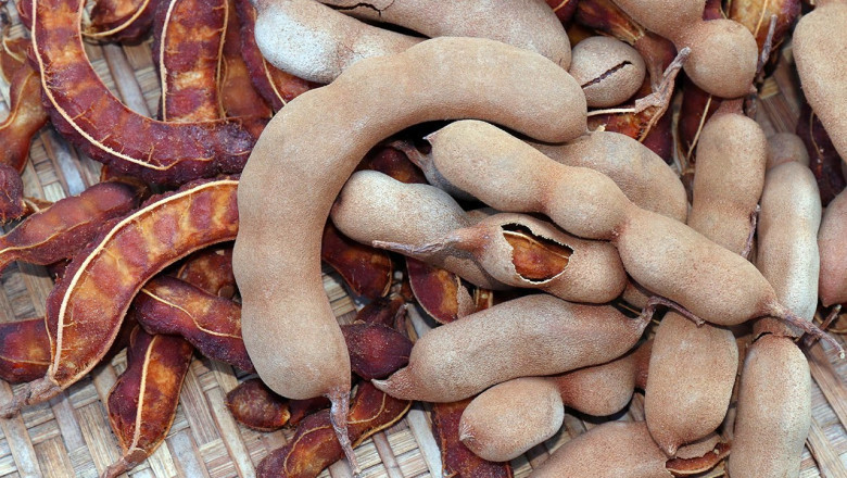 Tamarind Processing Plant Machinery Cost 2025: Detailed Project Report, and Manufacturing Process