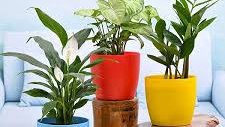 Buy Indoor Plants in Karachi – Best Places to Buy Plants Online in Pakistan