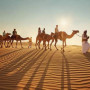 sdesertsafari