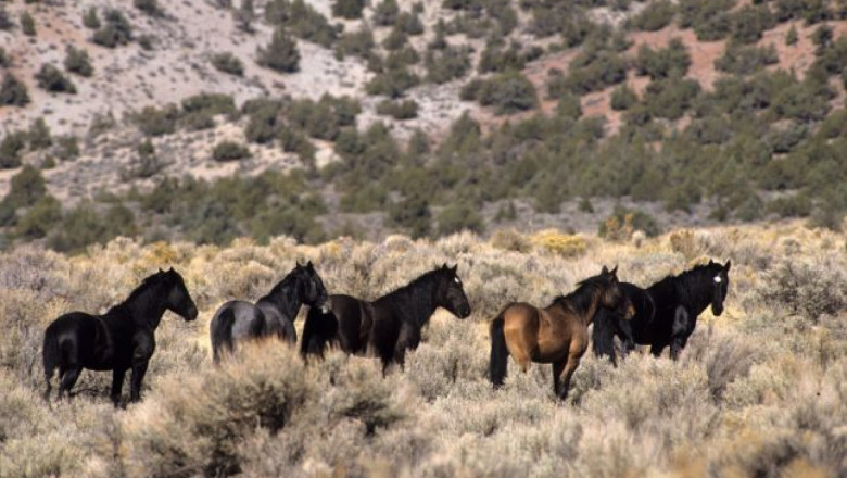The Mustang Horse: A Symbol of Freedom and Strength