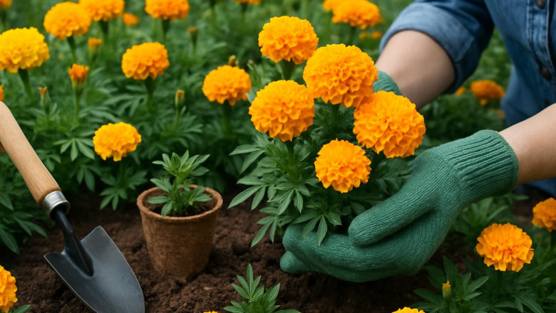 Never Buy Marigold Seeds Online Without Checking These 3 Things