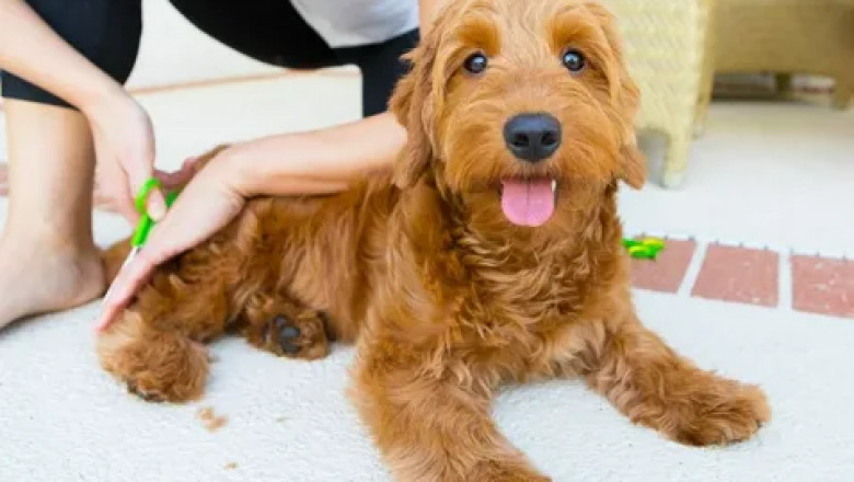 Goldendoodle Grooming: Tips and Mobile Dog Grooming Services