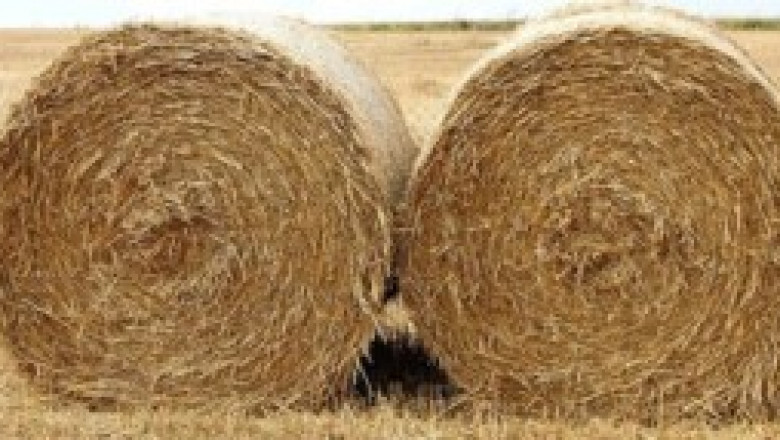 The Global Straw Market in Transition: From Plastic to Eco-Friendly Alternatives