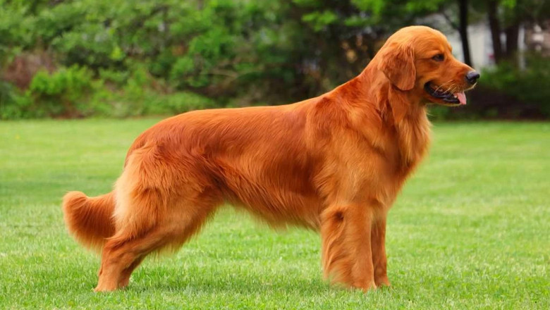Red Colored Golden Retriever: What Makes Them So Special?