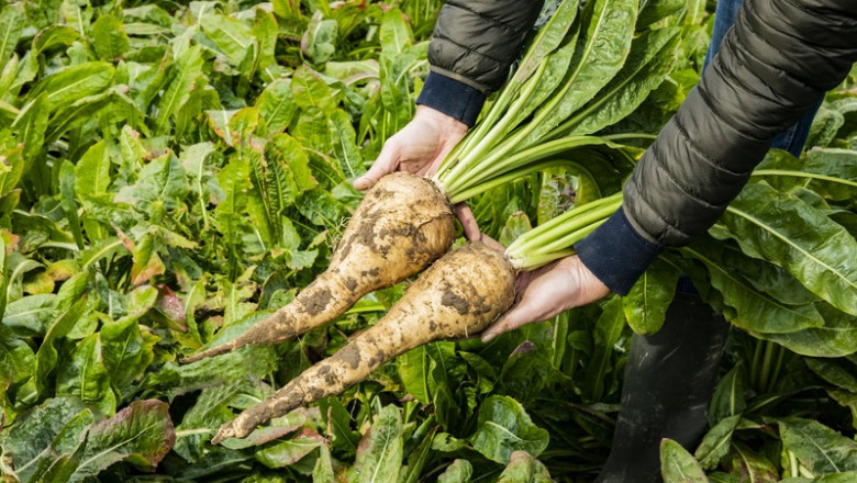 Understanding the Insights and Requirements to Setup Chicory Processing Plant Project
