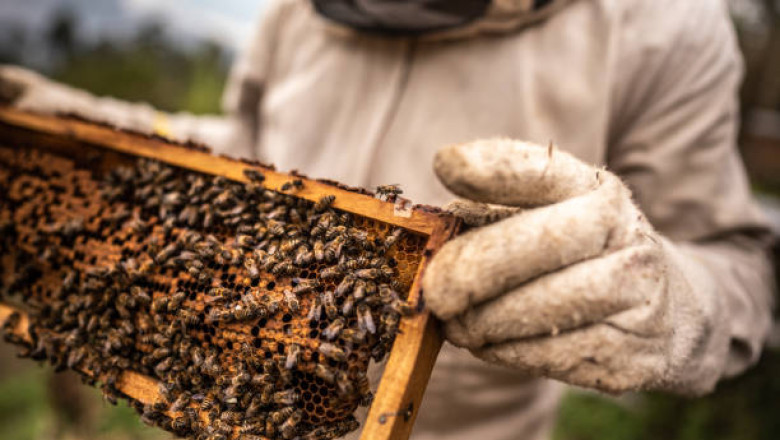 How to Find Local Experts to Handle a Bee Infestation Quickly