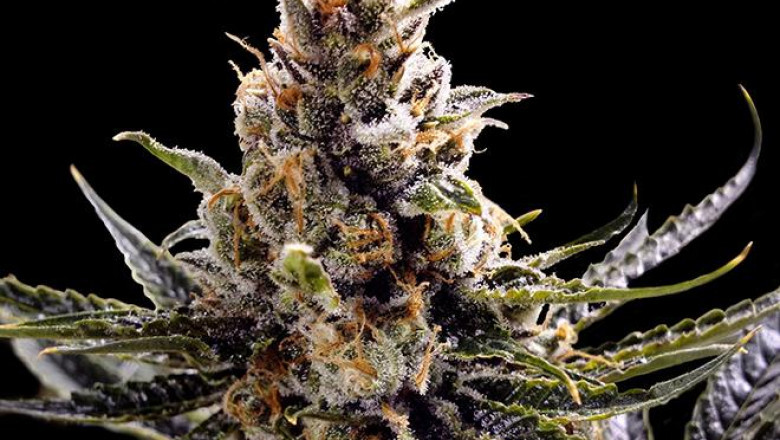 Premium Autoflowering Cannabis Seeds – Fast, Easy, and Reliable Growth