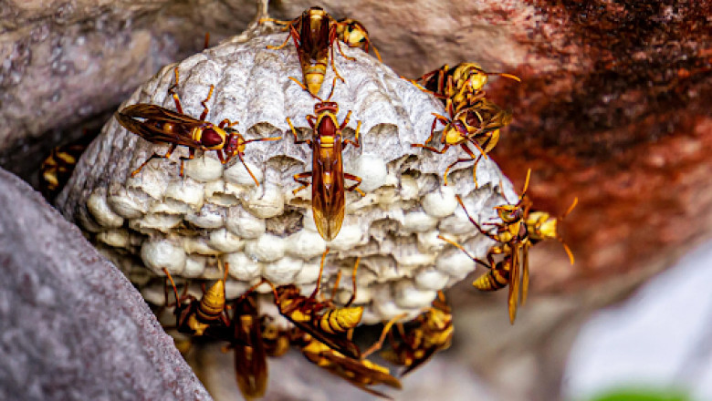 Expert Wasp Nest Removal in Naperville – Fast & Reliable