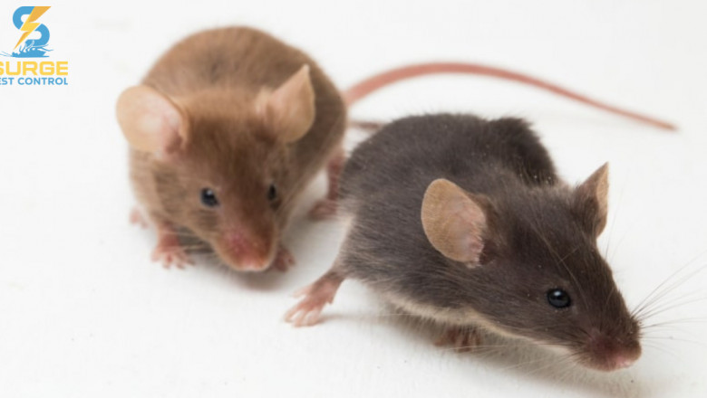 Top Rodent Control Methods Used by Georgetown Exterminators