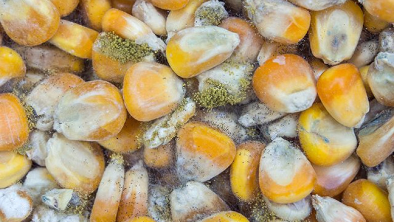 Prefeasibility Report on a Aflatoxin Manufacturing Plant Setup Project by IMARC Group