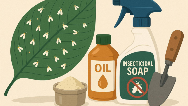 How I Beat Whiteflies in 3 Days