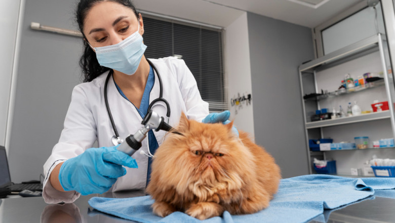 Pet Grooming in Qatar: A Growing Trend Among Pet Lovers