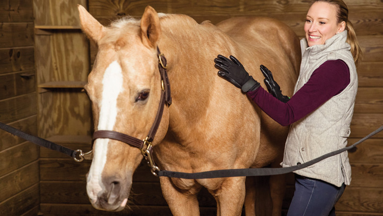 The Complete Guide to Horse Height
