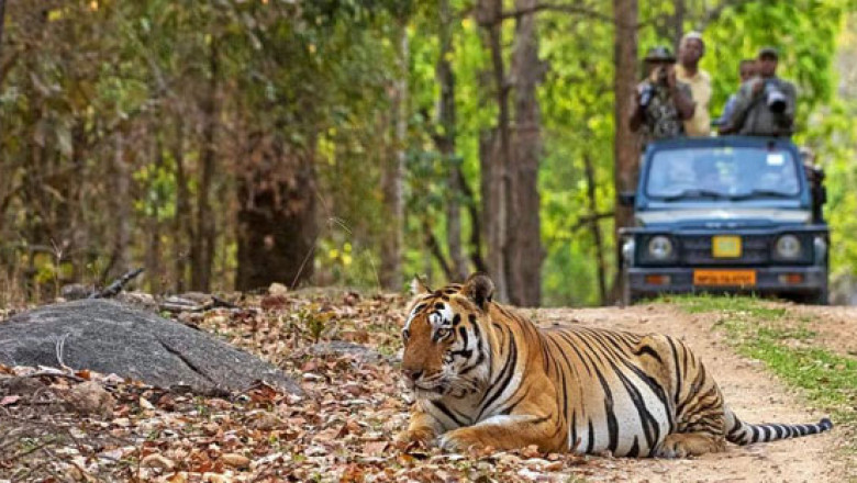 Wildlife Tour Company Offering Immersive Jungle Experiences