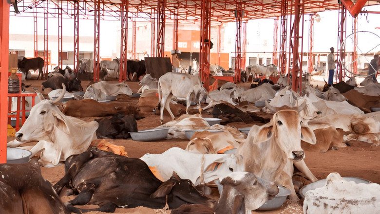 Cow Shelter – Safe Haven for Injured, Abandoned, and Rescued Cows