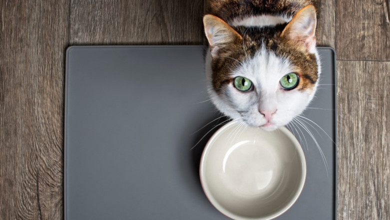 How to Train a Cat: Proven Cat Training Tips for Better Obedience