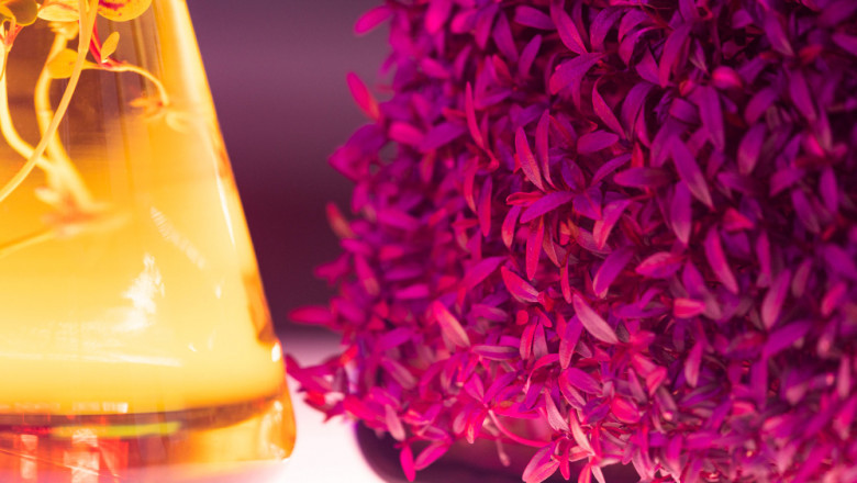 Exploring the Future of Aroma Chemicals Market: Opportunities & Challenges